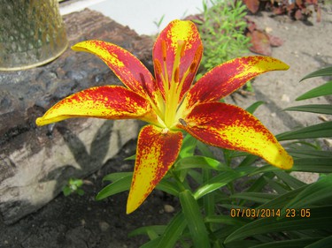 Large red and yellow flower