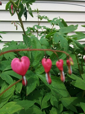 Bleeding hearts flowers