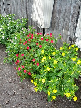 Flowers beside a fence