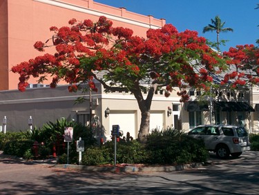 Big red tree in a parking area