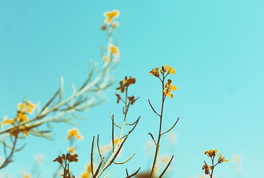 Yellow flowers against a blue sky